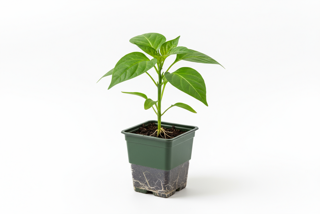 Jalapeño Pepper - Starter